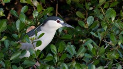 Nathejre / Black-crowned night heron