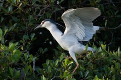 Nathejre / Black-crowned night heron