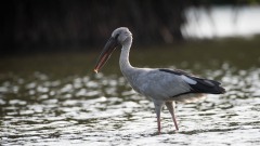 Asiatisk Gabenæb / Openbill Stork