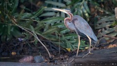 Purpurhejre / Purple Heron