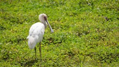 Afrikansk Skestork / African Spoonbill
