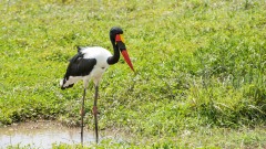 Saddelnæb / Saddle Billed Stork