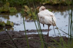 Afrikansk Skestork / African Spoonbill