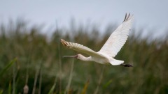 Afrikansk Skestork / African Spoonbill