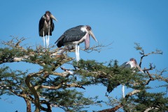 Marabustork / Marabou Stork