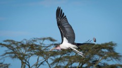 Marabustork / Marabou Stork