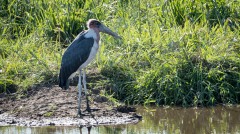 Marabustork / Marabou Stork