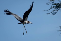 Marabustork / Marabou Stork