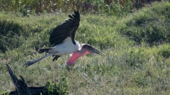 Marabustork / Marabou Stork