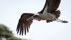 Marabou Stork / Marabustork