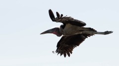 Marabustork / Marabou Stork