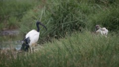 Hellig Ibis / Sacred Ibis