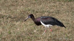 Abdimstork / Abdim´s stork