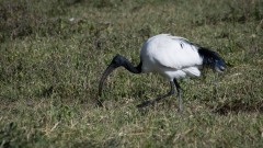 Indisk Ibis / Black-headed ibis