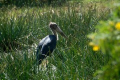 Lille Adjudant / Lesser Adjutant