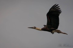 Uldhalssstork / Woolly-necked Stork