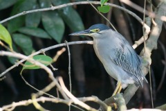 Mangrovehejre / Striated Heron