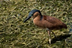 Rød Nathejre / Rufous night heron