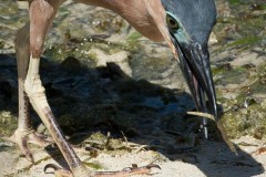 Rød Nathejre / Rufous night heron