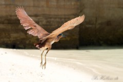 Rød Nathejre / Rufous night heron