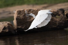 Silkehejre / Little Egret