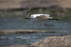 Silkehejre / Little Egret