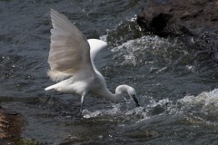 Silkehejre / Little Egret