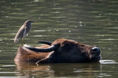 Rishejre / Indian Pond Heron og Vandbøffel