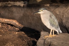 Mangrovehejre / Striated Heron