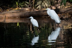 Silkehejre / Little Egret og Sølvhejre / Great Egret