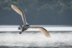 Silkehejre / Little Egret