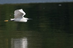 Silkehejre / Little Egret