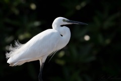 Silkehejre / Little Egret