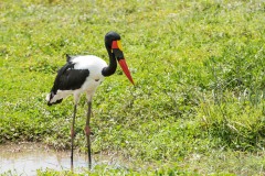 Saddelnæb / Saddle Billed Stork