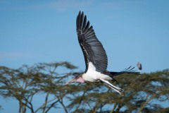 Marabustork / Marabou Stork