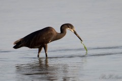 Mascarenerhejre / Dimorphic Egret