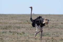 Struds / Common Ostrich