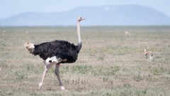 Struds / Common Ostrich