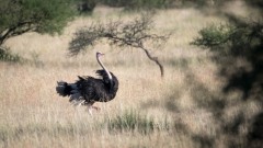 Struds / Common Ostrich