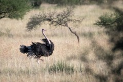 Struds / Common Ostrich