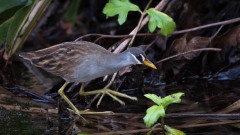 Hvidbrynet Rørvagtel / White-browed crake