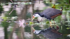 Hvidbrystet Rørhøne / White-breasted waterhen