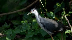 Hvidbrystet Rørhøne / White-breasted waterhen