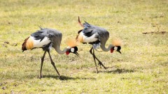 Krontrane / Crowned Crane