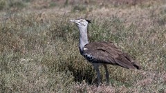Koritrappe /  Kori Bustard
