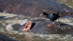 Sort Rørvagtel / Black Crake