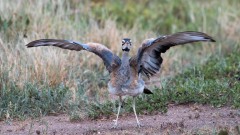 Rusttoppet Trappe / White-bellied bustard