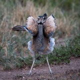 Rusttoppet Trappe / White-bellied bustard