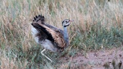 Rusttoppet Trappe / White-bellied bustard