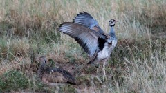 Rusttoppet Trappe / White-bellied bustard